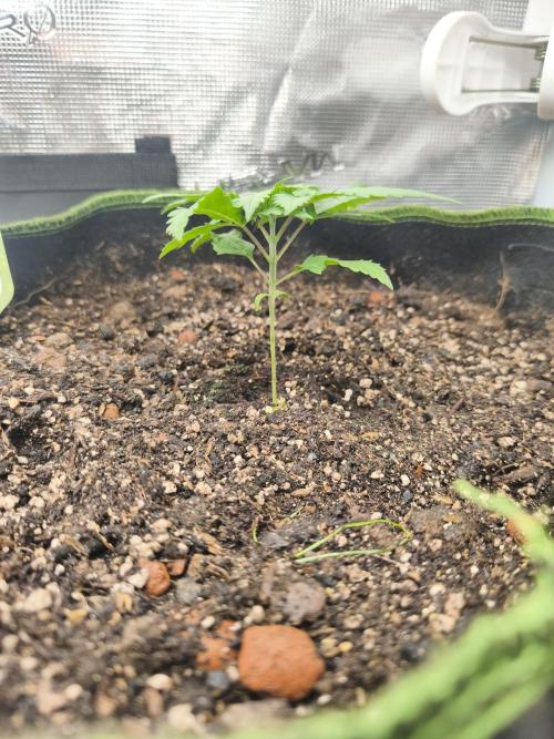 Wonder Pie = Wedding Cake x OG Kush. Week 2