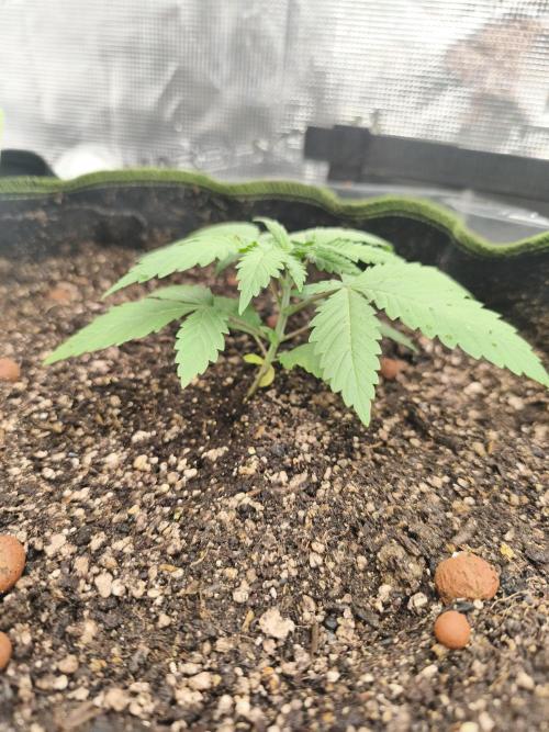 Franco's Lemon Cheese=SLH x ExodusCheese. Week 2