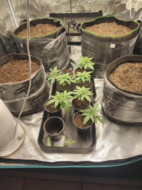 Shishka Lemonade = SLH x Shishkaberry. Week 2