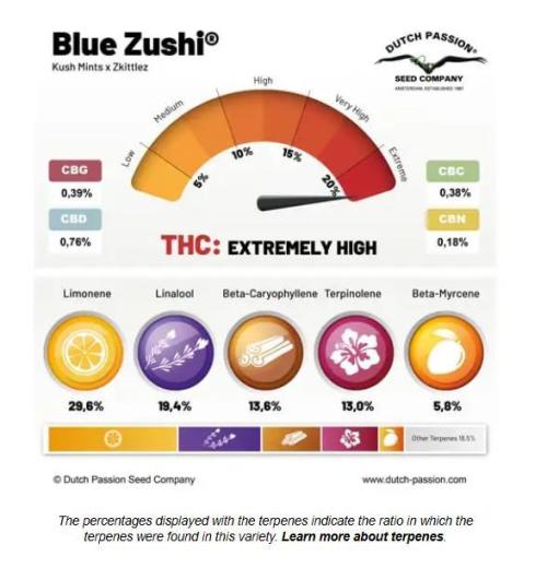 Blue Zushi. Week 0