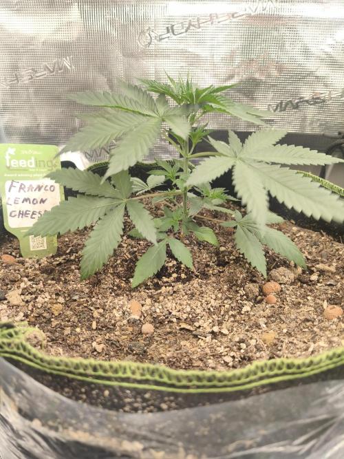 Franco's Lemon Cheese=SLH x ExodusCheese. Week 3