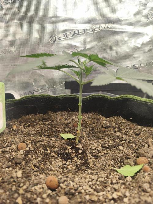 Franco's Lemon Cheese=SLH x ExodusCheese. Week 3