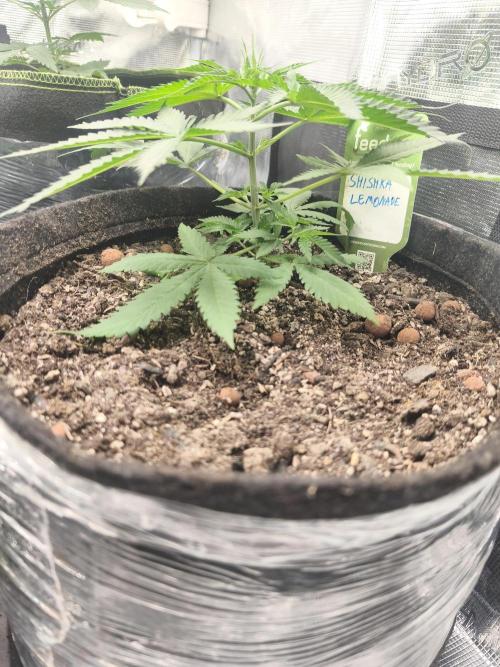 Shishka Lemonade = SLH x Shishkaberry. Week 3