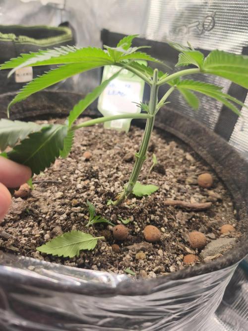 Shishka Lemonade = SLH x Shishkaberry. Week 3