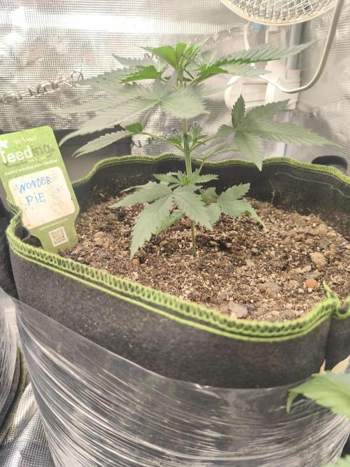 Wonder Pie = Wedding Cake x OG Kush. Week 3