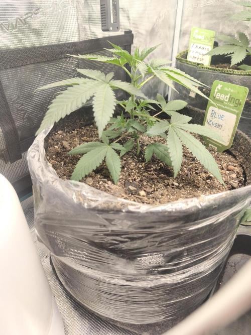 Blue Zushi = Kush Mints x Zkittlez. Week 3