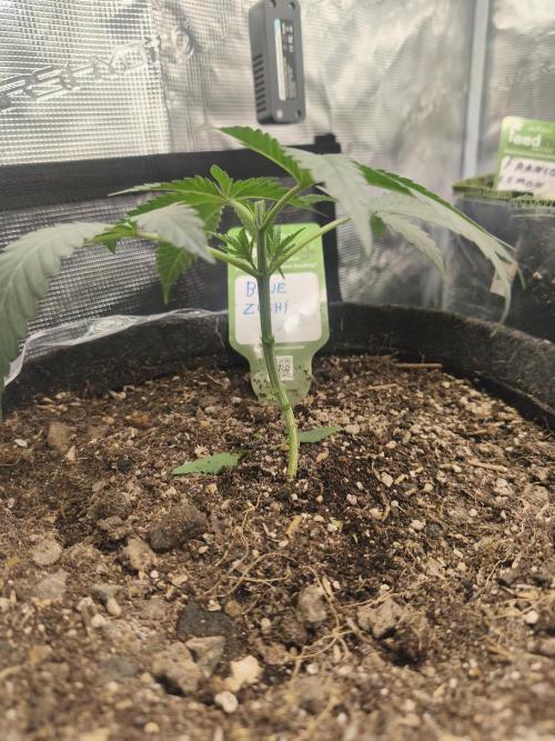 Blue Zushi = Kush Mints x Zkittlez. Week 3