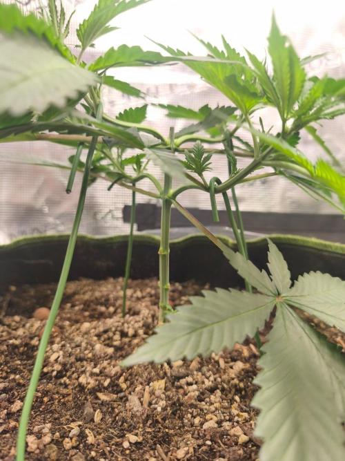 Franco's Lemon Cheese=SLH x ExodusCheese. Week 4