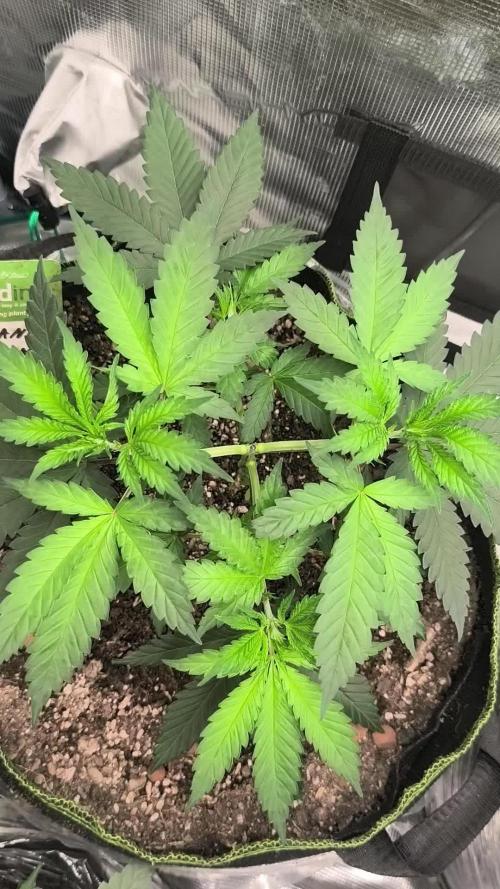 Franco's Lemon Cheese=SLH x ExodusCheese