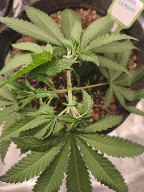 Shishka Lemonade = SLH x Shishkaberry. Week 4