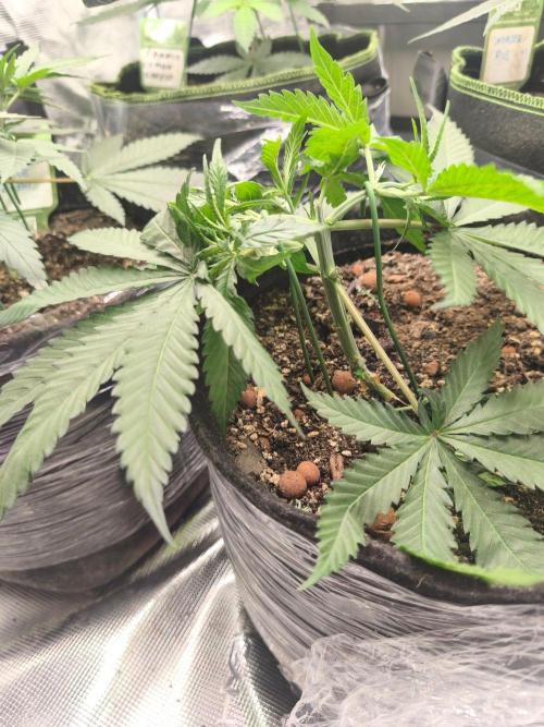 Shishka Lemonade = SLH x Shishkaberry. Week 4