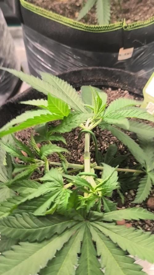 Shishka Lemonade = SLH x Shishkaberry