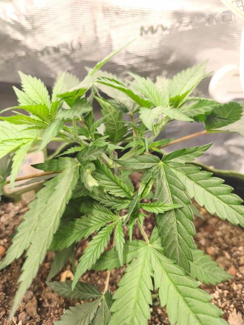 Wonder Pie = Wedding Cake x OG Kush. Week 4