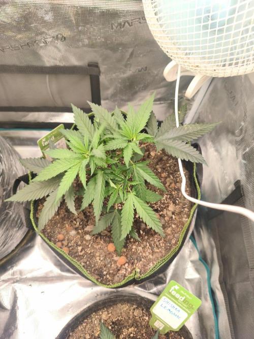 . Week 4
