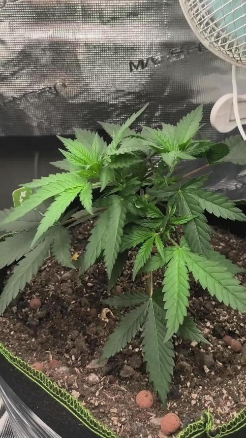 Wonder Pie = Wedding Cake x OG Kush