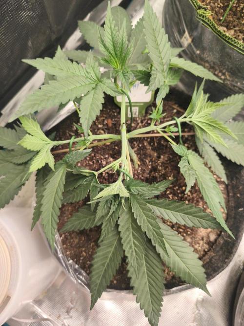 Blue Zushi = Kush Mints x Zkittlez. Week 4