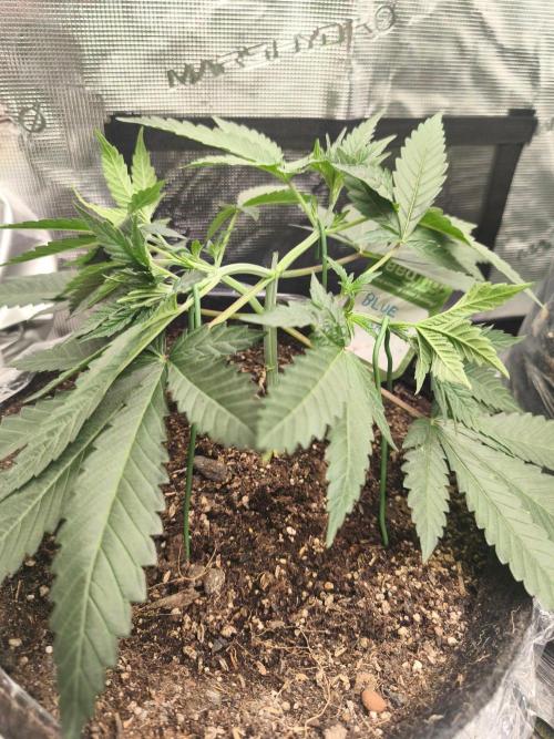 Blue Zushi. Week 4