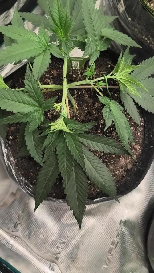 Blue Zushi = Kush Mints x Zkittlez