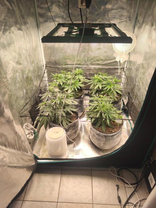 Franco's Lemon Cheese=SLH x ExodusCheese. Week 5
