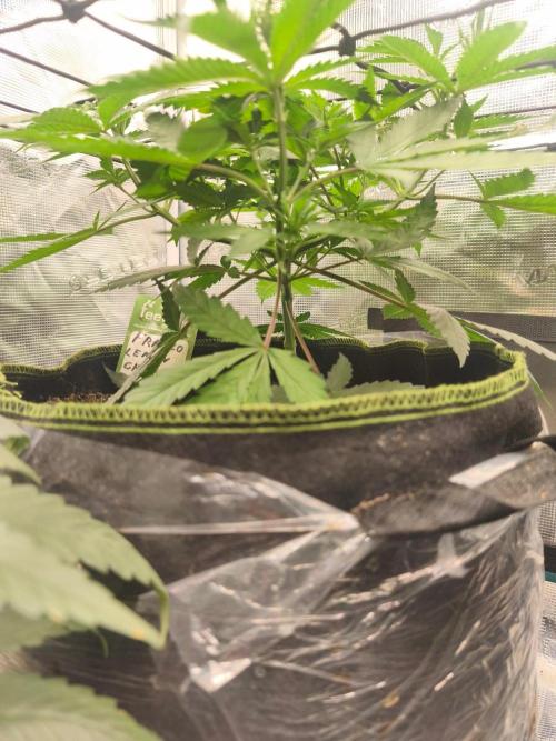 Franco's Lemon Cheese=SLH x ExodusCheese. Week 5