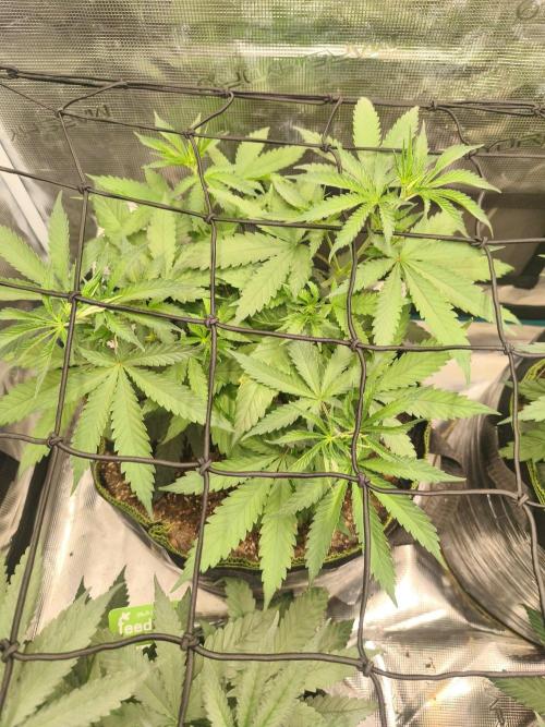 Franco's Lemon Cheese=SLH x ExodusCheese. Week 5