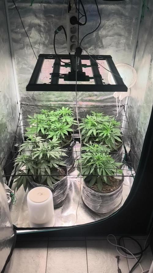 Franco's Lemon Cheese=SLH x ExodusCheese