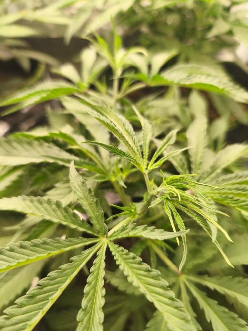 Shishka Lemonade = SLH x Shishkaberry. Week 5