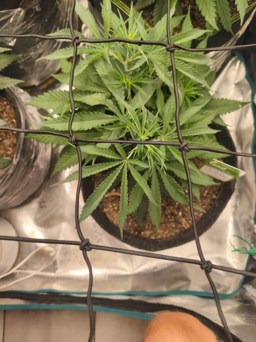 Shishka Lemonade = SLH x Shishkaberry. Week 5
