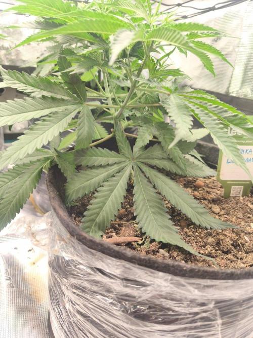 Shishka Lemonade = SLH x Shishkaberry. Week 5