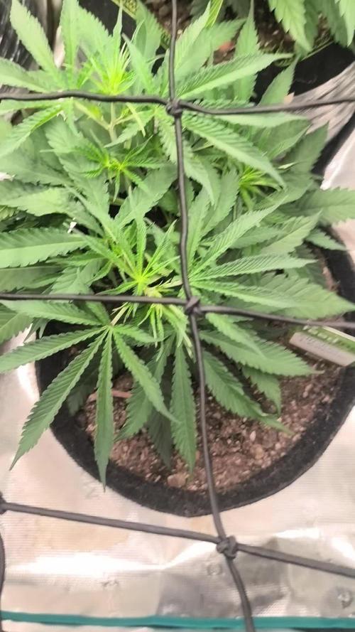 Shishka Lemonade = SLH x Shishkaberry