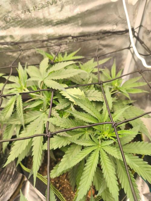 Wonder Pie = Wedding Cake x OG Kush. Week 5