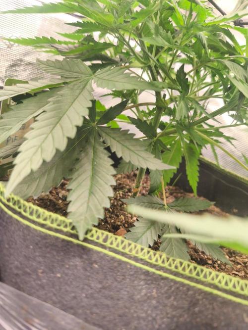 Wonder Pie = Wedding Cake x OG Kush. Week 5