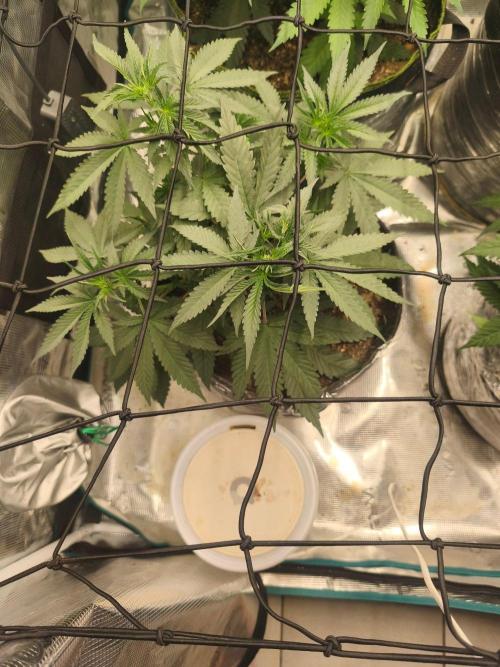 Blue Zushi = Kush Mints x Zkittlez. Week 5