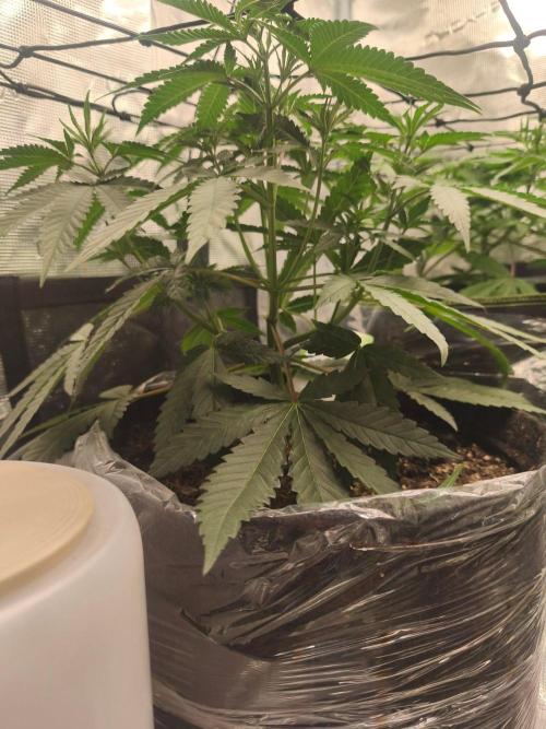 Blue Zushi = Kush Mints x Zkittlez. Week 5