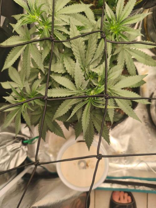 Blue Zushi = Kush Mints x Zkittlez. Week 5