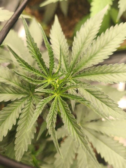 Blue Zushi = Kush Mints x Zkittlez. Week 5