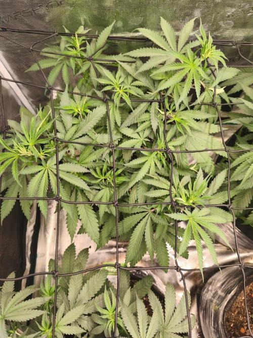 Franco's Lemon Cheese=SLH x ExodusCheese. Week 6