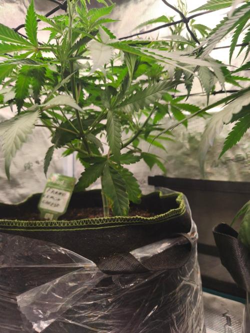 Franco's Lemon Cheese=SLH x ExodusCheese. Week 6