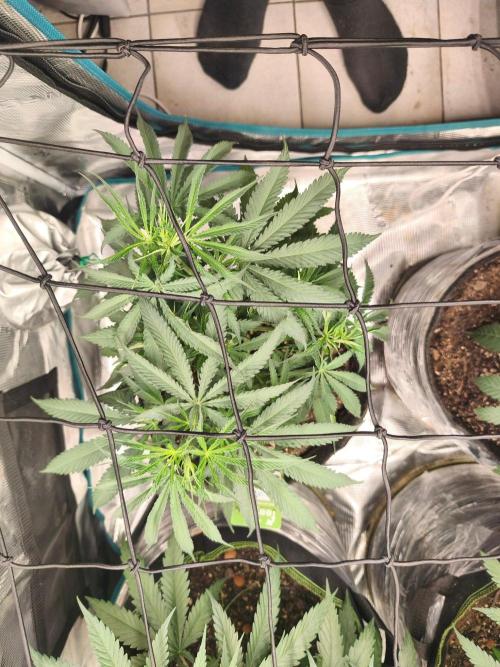 Shishka Lemonade = SLH x Shishkaberry. Week 6