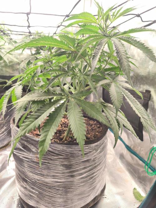 Shishka Lemonade = SLH x Shishkaberry. Week 6
