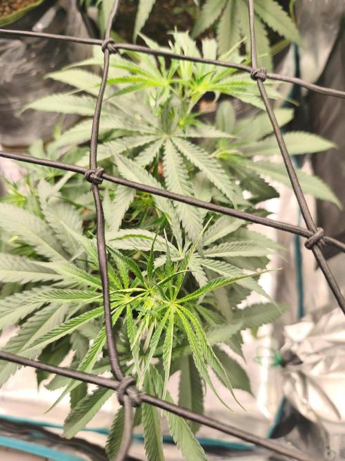 Shishka Lemonade = SLH x Shishkaberry. Week 6