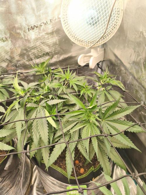 Wonder Pie = Wedding Cake x OG Kush. Week 6