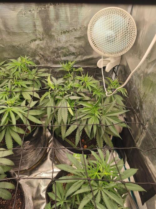 Wonder Pie = Wedding Cake x OG Kush. Week 6