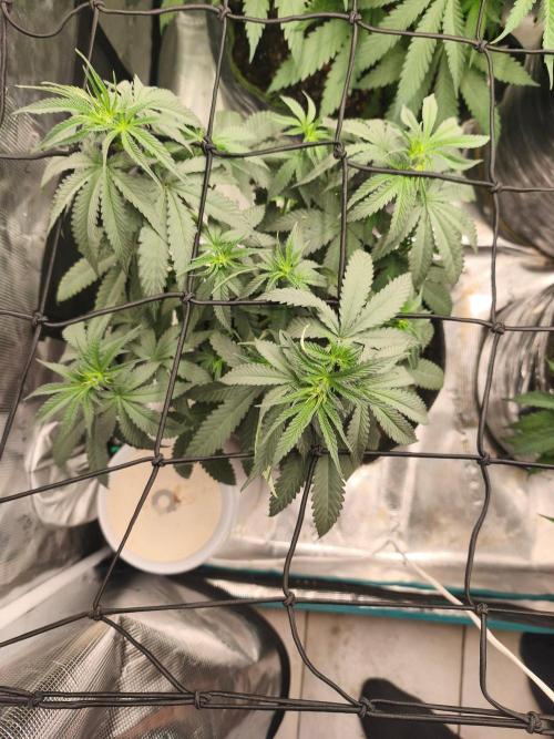 Blue Zushi = Kush Mints x Zkittlez. Week 6