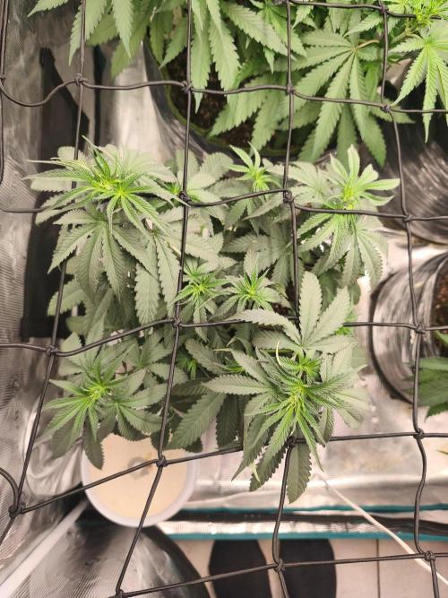Blue Zushi = Kush Mints x Zkittlez. Week 6