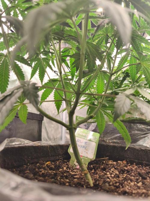 Blue Zushi = Kush Mints x Zkittlez. Week 6