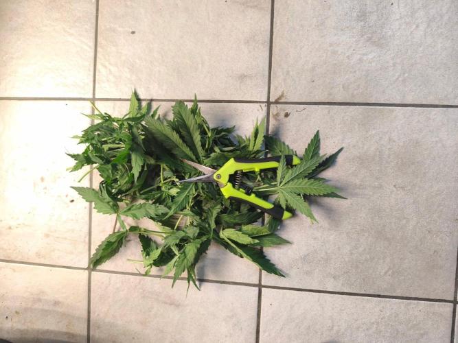 Blue Zushi. Week 6