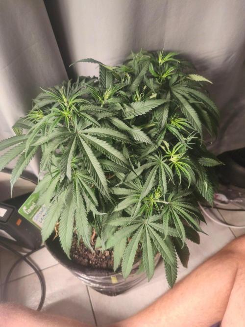 Shishka Lemonade = SLH x Shishkaberry. Week 7