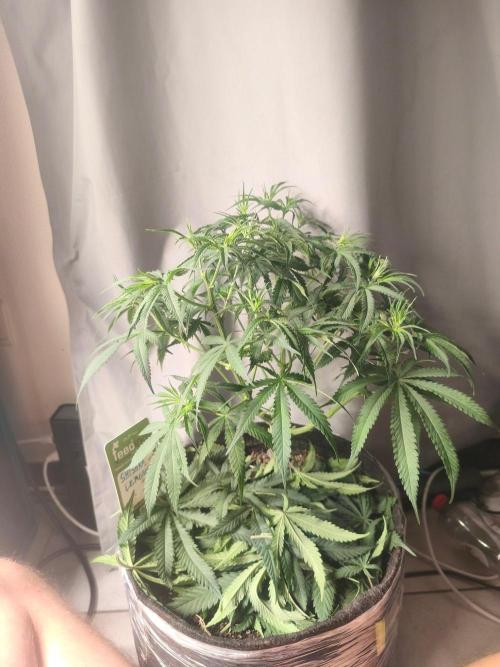 Shishka Lemonade = SLH x Shishkaberry. Week 7