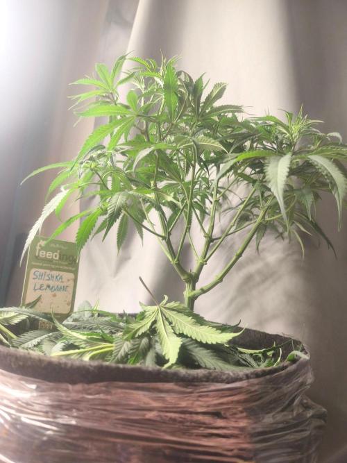 Shishka Lemonade = SLH x Shishkaberry. Week 7